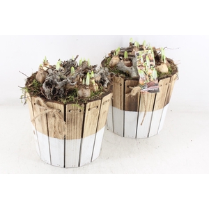 arr4 Narcis MB - Ton brown/white 344/3