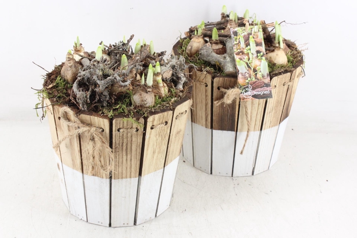 <h4>arr4 Narcis MB - Ton brown/white 344/3</h4>