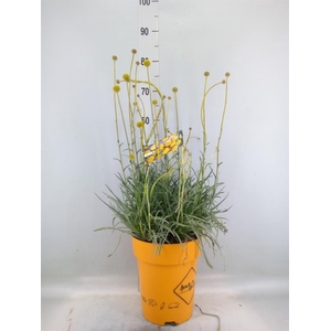 Craspedia globosa 'Golf Beauty'