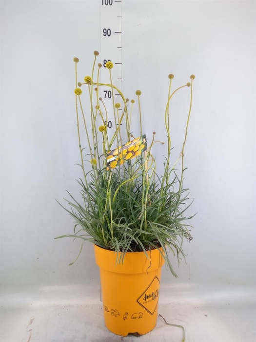 <h4>Craspedia globosa 'Golf Beauty'</h4>