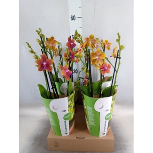 Phalaenopsis multi. 'Ant Bolgheri'