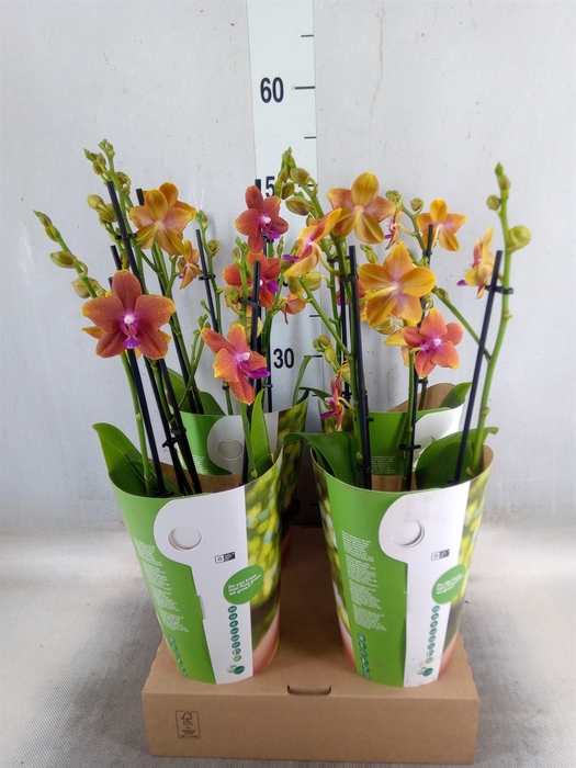 <h4>Phalaenopsis multi. 'Ant Bolgheri'</h4>