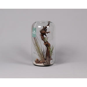 Green Bottle Isabella XXlarge met air tillandsia