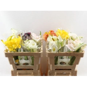 Zantedeschia mix double
