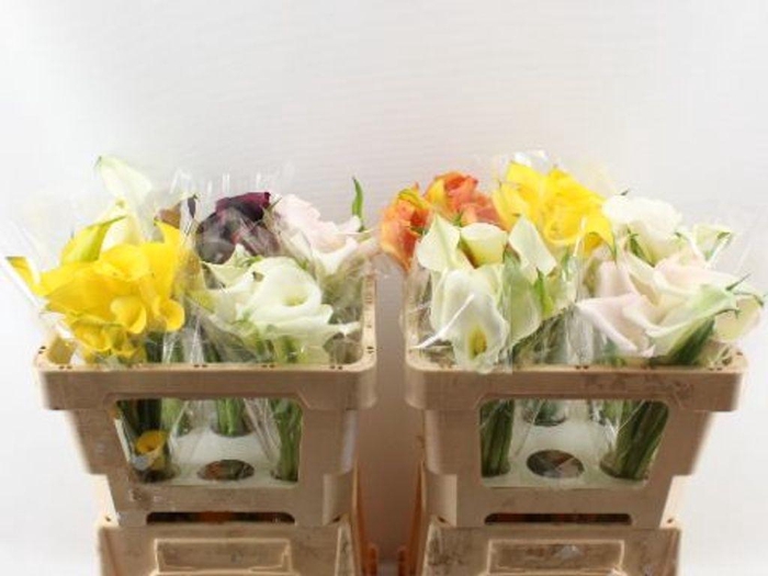<h4>Zantedeschia mix double</h4>