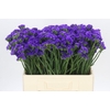 Limonium Navy Sun Birds