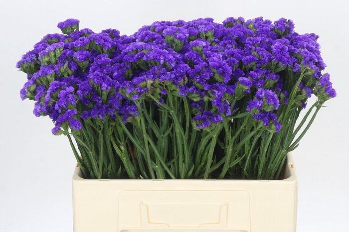 <h4>Limonium sinuatum Navy Sun Birds</h4>