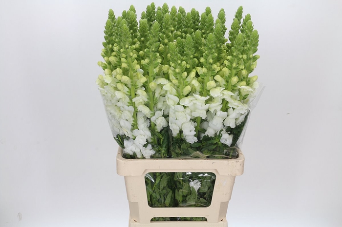 <h4>Antirrhinum Potomac Early White</h4>