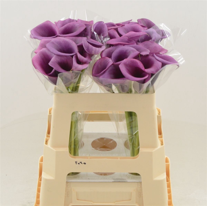 <h4>Calla Durban</h4>