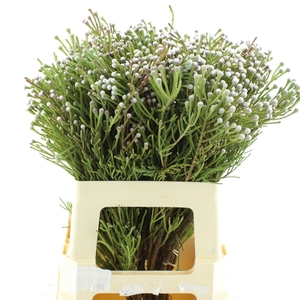 Kaaps Brunia Spray