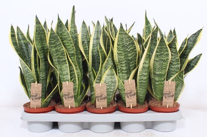 <h4>Sansevieria trifa. 'Futura Superba'</h4>