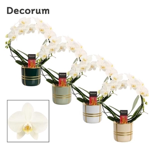 Phalaenopsis overig wit