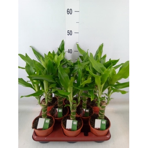 Dracaena frag. 'Steudneri'