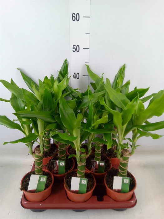 <h4>Dracaena frag. 'Steudneri'</h4>