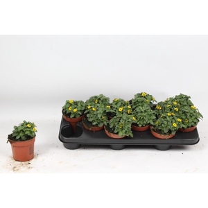SANV PROCUMBENS