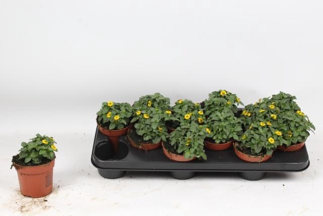 <h4>SANV PROCUMBENS</h4>