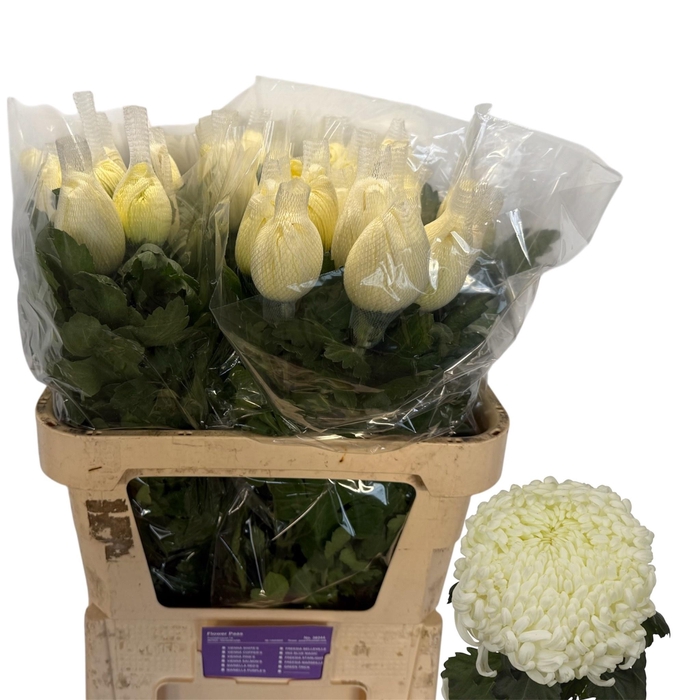 <h4>CHR G VIENNA WHITE</h4>