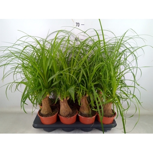 Beaucarnea recurvata