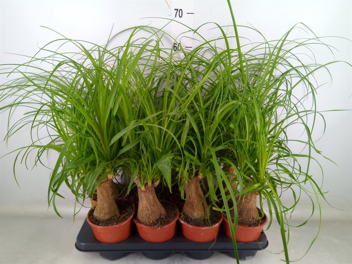 <h4>Beaucarnea recurvata</h4>