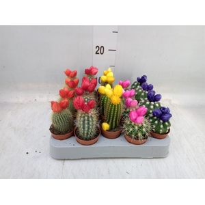 Cactus   ...decorated