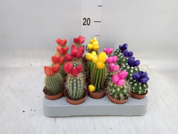 <h4>Cactus   ...decorated</h4>