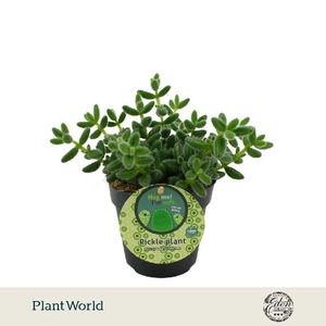 Delosperma Echinatum 'Pickle Plant' Eden Specials
