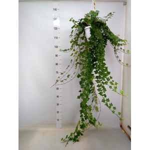 Hedera helix 'Wonder'