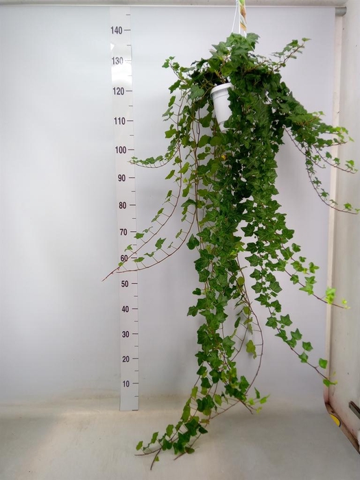 <h4>Hedera helix 'Wonder'</h4>