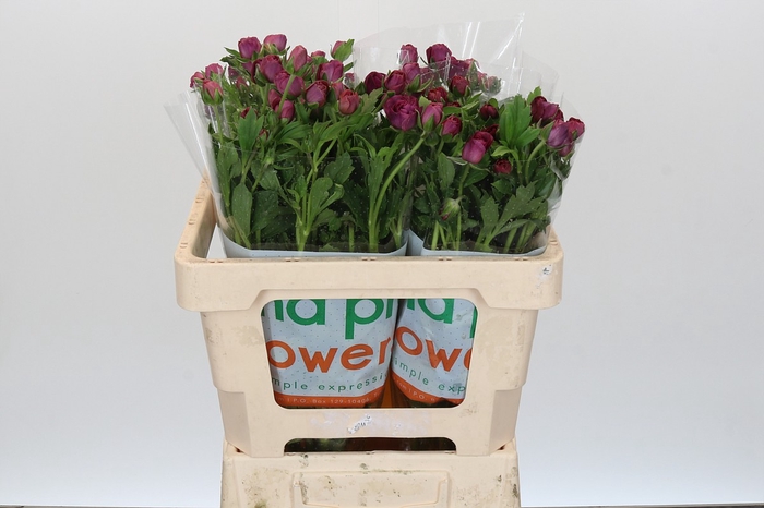 <h4>Ranunculus Magical Raspberry</h4>
