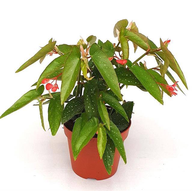 <h4>BEGONIA TAMAYA PINK P17</h4>