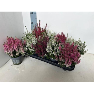 CALLU BL MIX P10.5