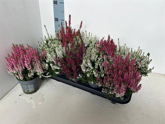 <h4>CALLU BL MIX P10.5</h4>
