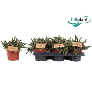Rhipsalis Baccifera Horrida P12