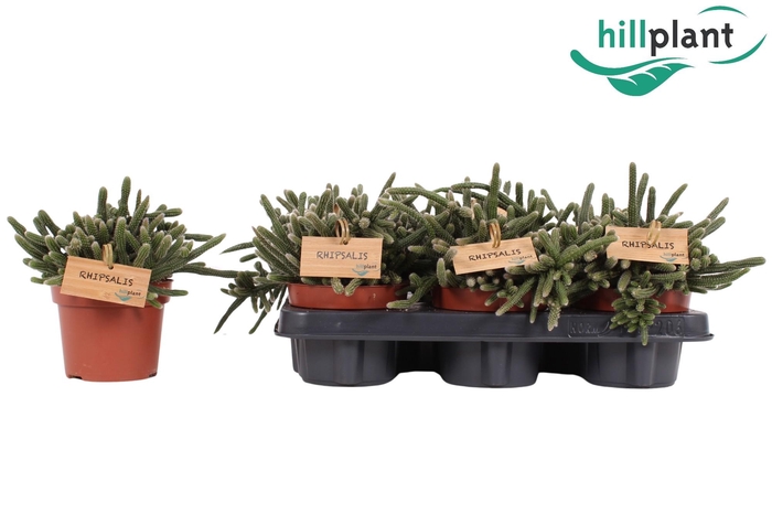 <h4>Rhipsalis Baccifera Horrida P12</h4>