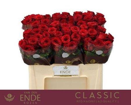 <h4>R Gr Red Naomi!</h4>