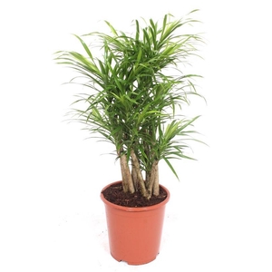 Dracaena Anita