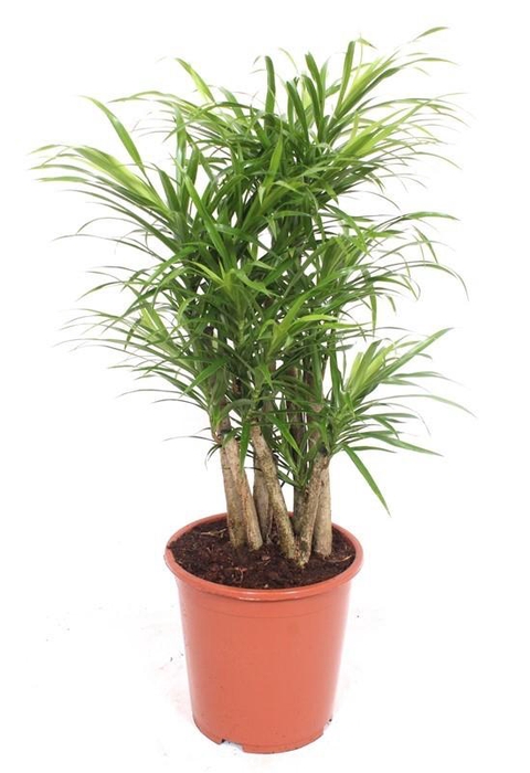 <h4>Dracaena Anita</h4>