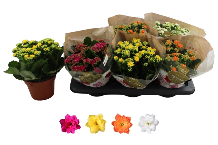 <h4>KAL GE RO GEM 4 KL</h4>