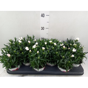Dianthus  'Oscar White'