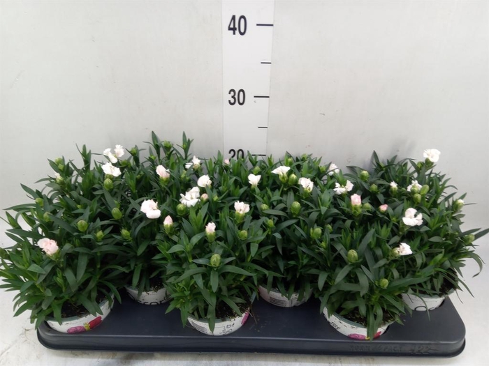 <h4>Dianthus  'Oscar White'</h4>