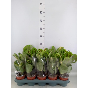 Maranta leuc. 'Fiesta'