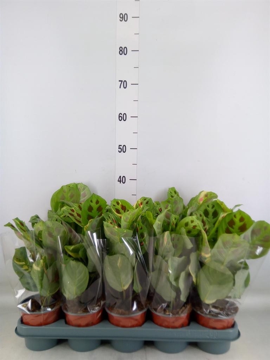 <h4>Maranta leuc. 'Fiesta'</h4>