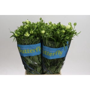 Ranunculus Butterfly Graces