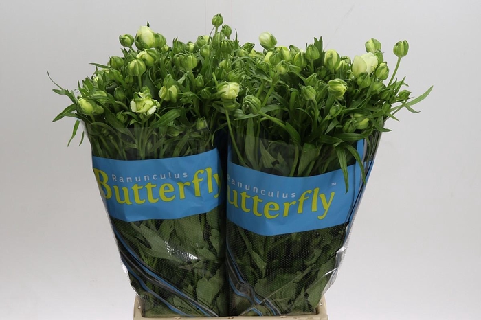 <h4>Ranunculus Butterfly Graces</h4>