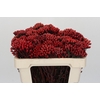 Kaaps Groen Red Brunia Small