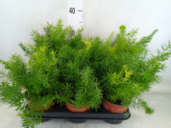 <h4>Asparagus dens. 'Sprengeri'</h4>