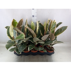 Ficus elastica 'Tineke'