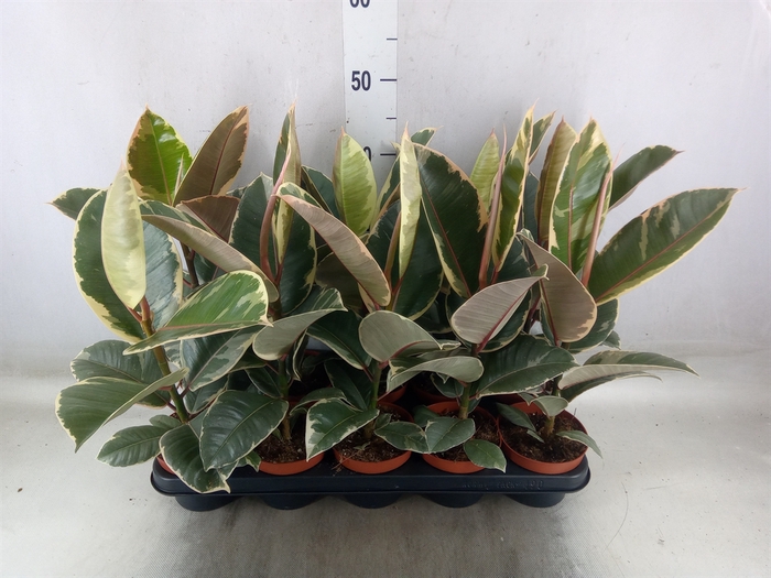 <h4>Ficus elastica 'Tineke'</h4>
