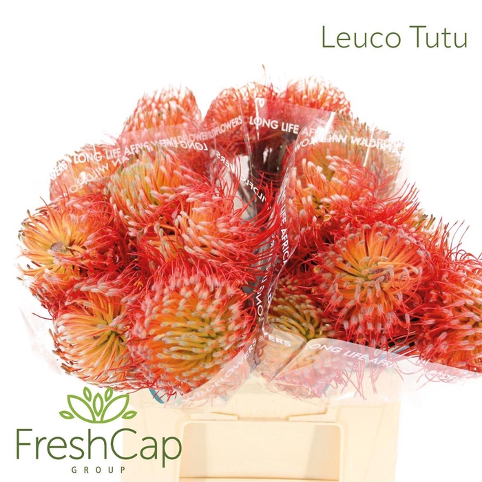 <h4>Leuco Tutu</h4>