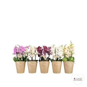 Duetto Multi Mix 60+